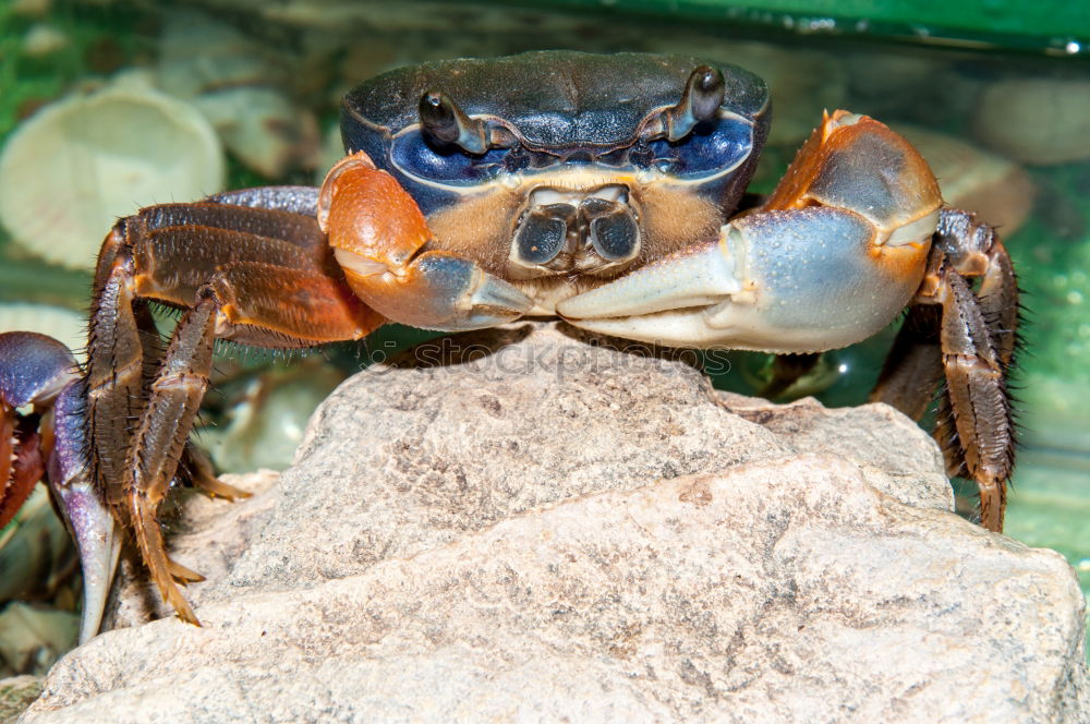 Similar – Close up detail Crab face with mouth and eyes on beach