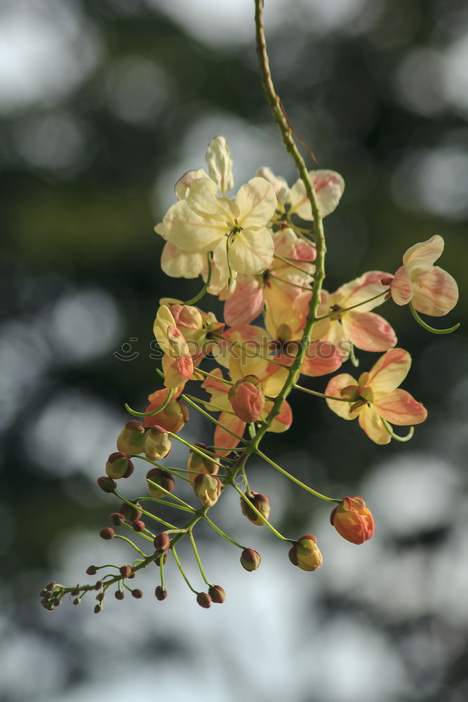 Similar – Image, Stock Photo sea buckthorn branch