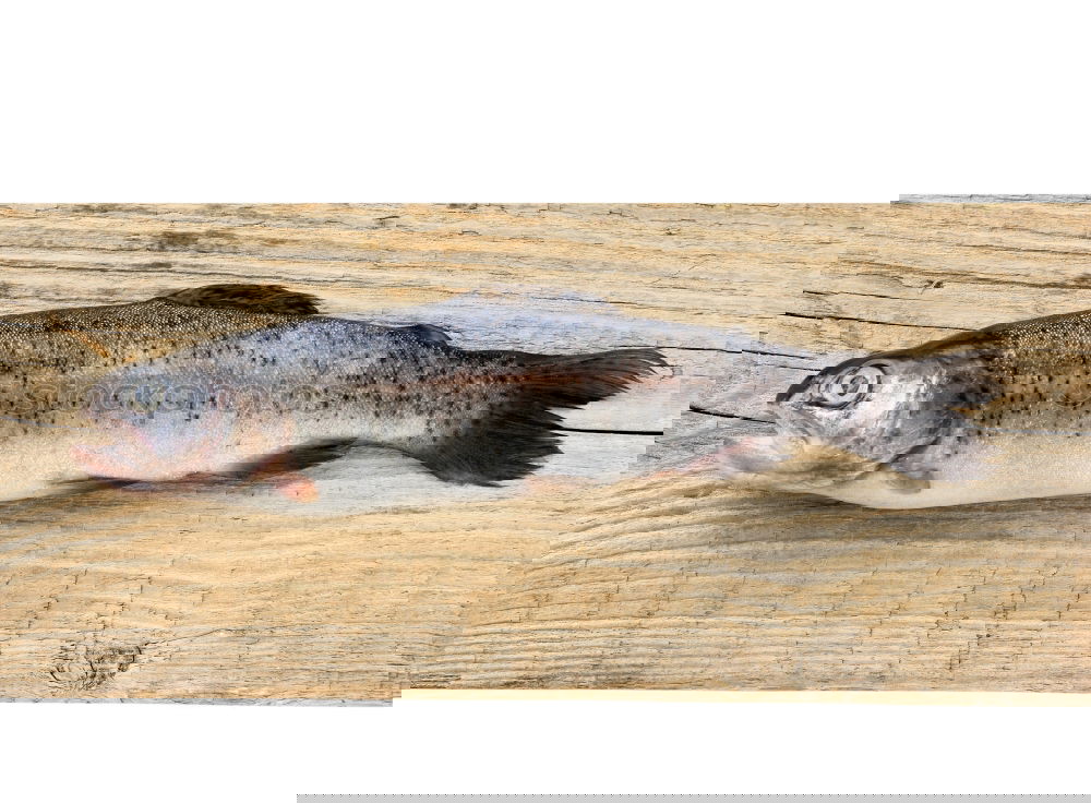 Similar – Image, Stock Photo Fresh catch Fish Nutrition