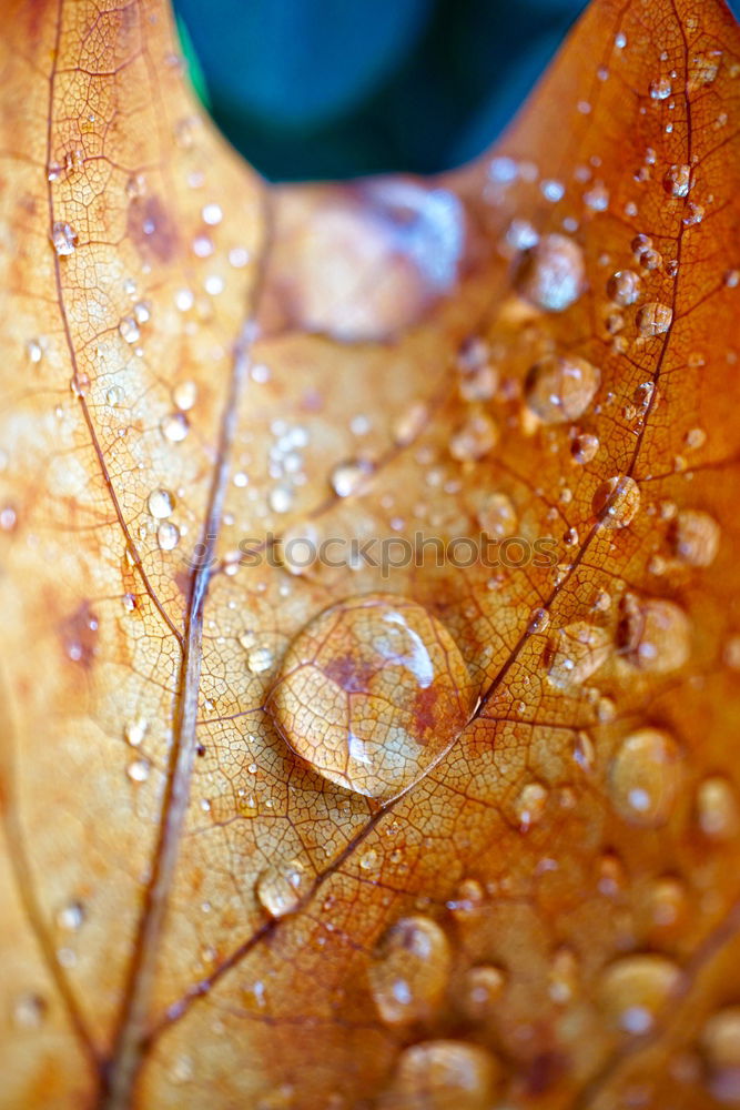 Similar – Image, Stock Photo Environment Nature Plant
