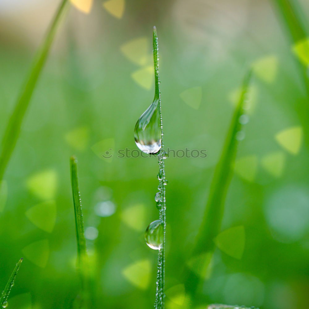 Similar – drops on the green leaves