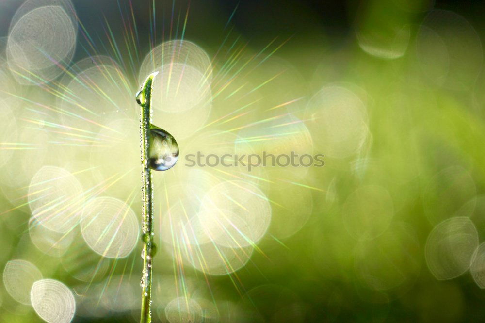 Similar – grass Nature Plant