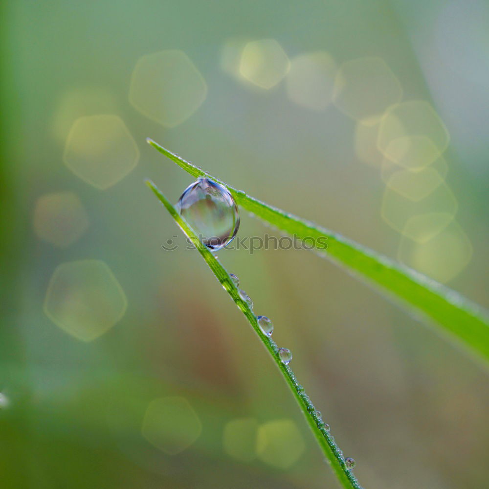 Similar – Foto Bild Fliegenpo Natur Pflanze