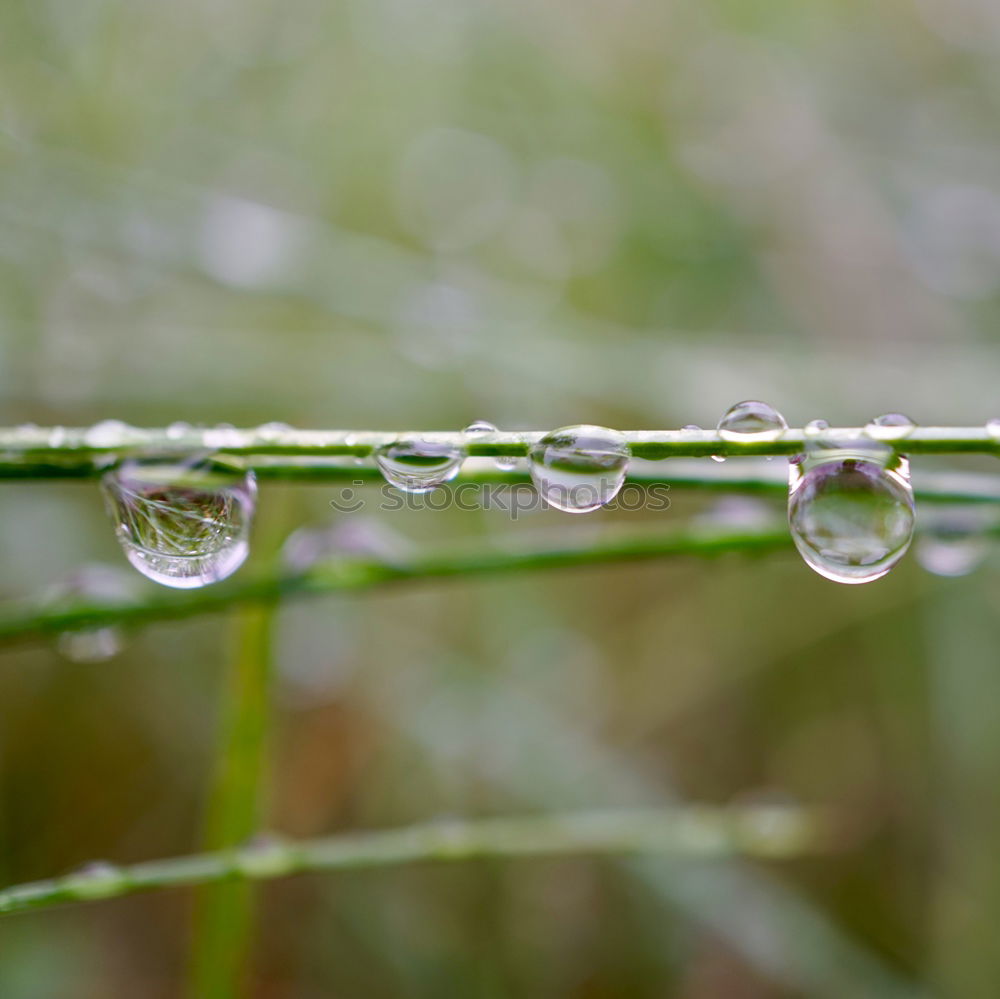 Similar – drops on the green leaves