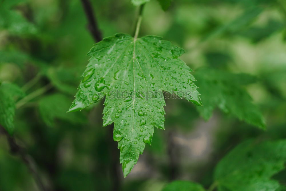 Similar – Image, Stock Photo kitchen herb Food