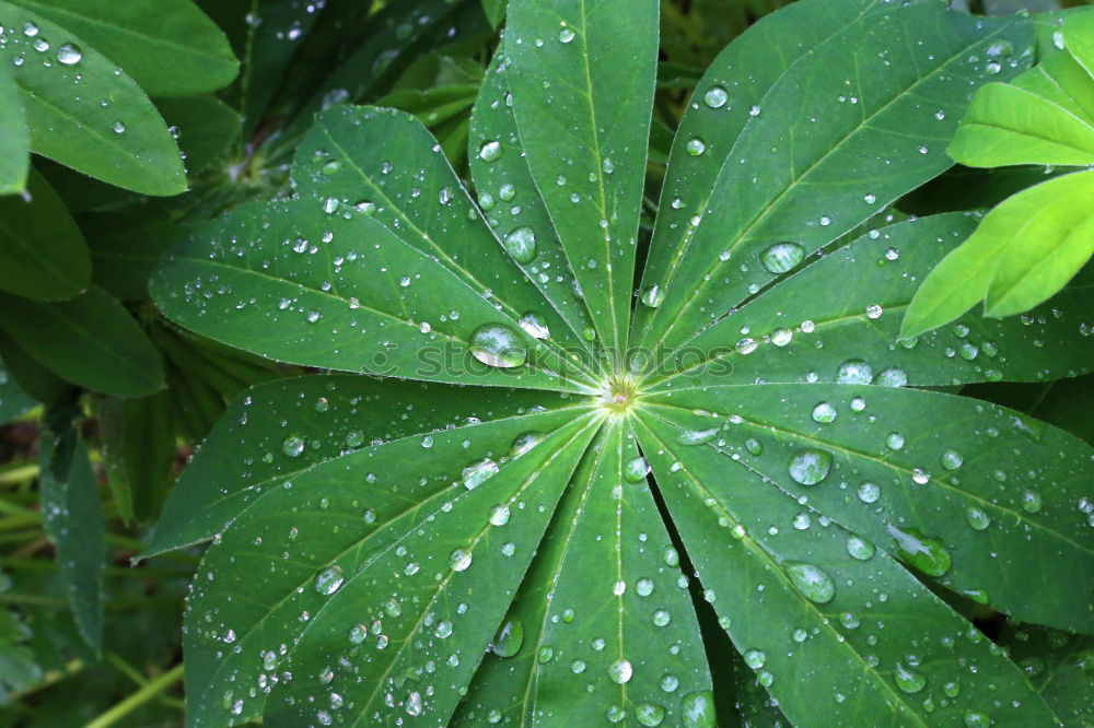 Similar – Image, Stock Photo lucky clover Nature Plant