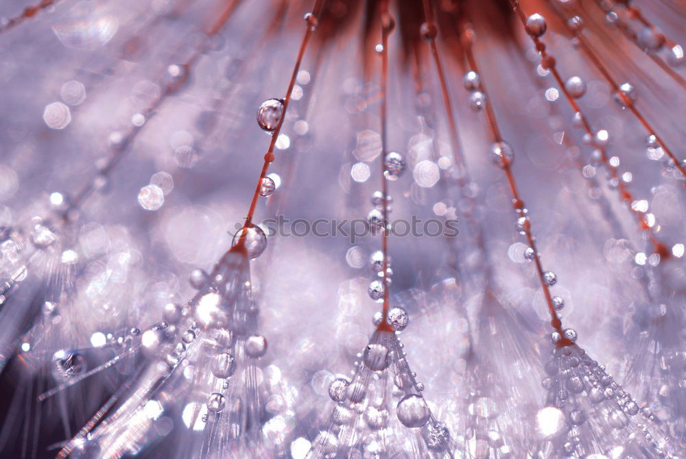 Similar – Image, Stock Photo dew drops Environment