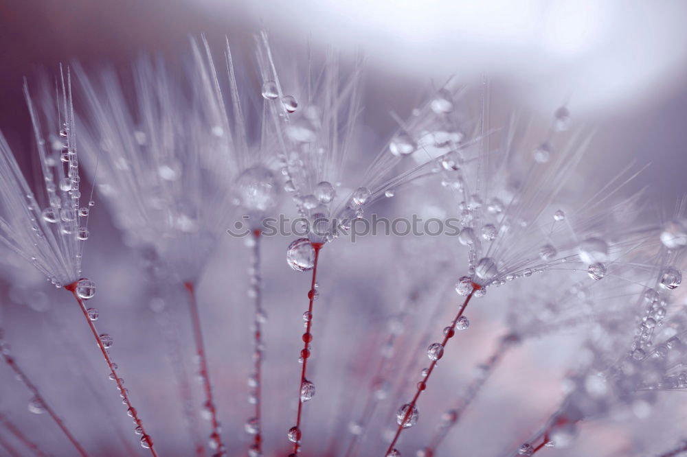 Similar – Image, Stock Photo purple christmas Winter