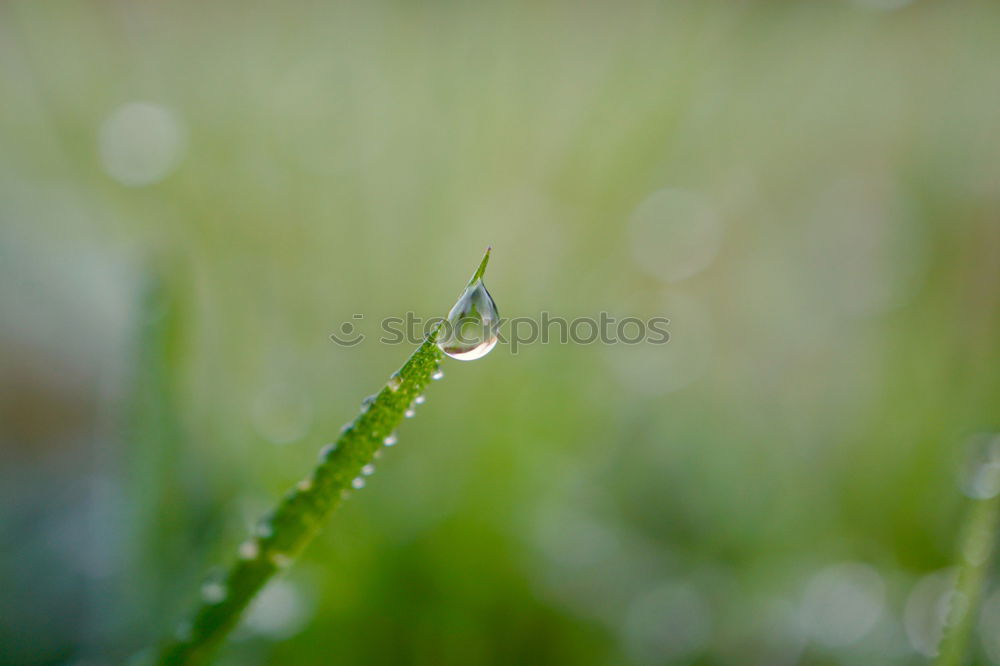 Similar – Image, Stock Photo moss pearls Environment