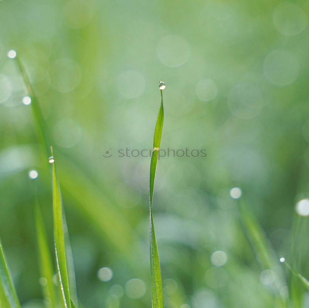 Similar – Image, Stock Photo Snowdrops under him.