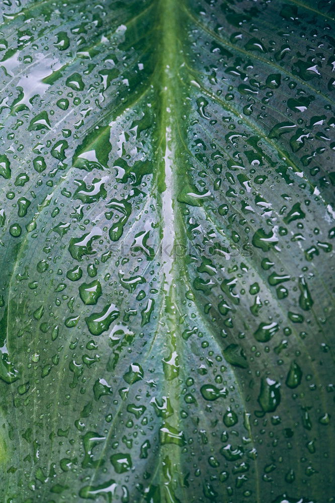 Similar – Drops Wassertropfen Blatt