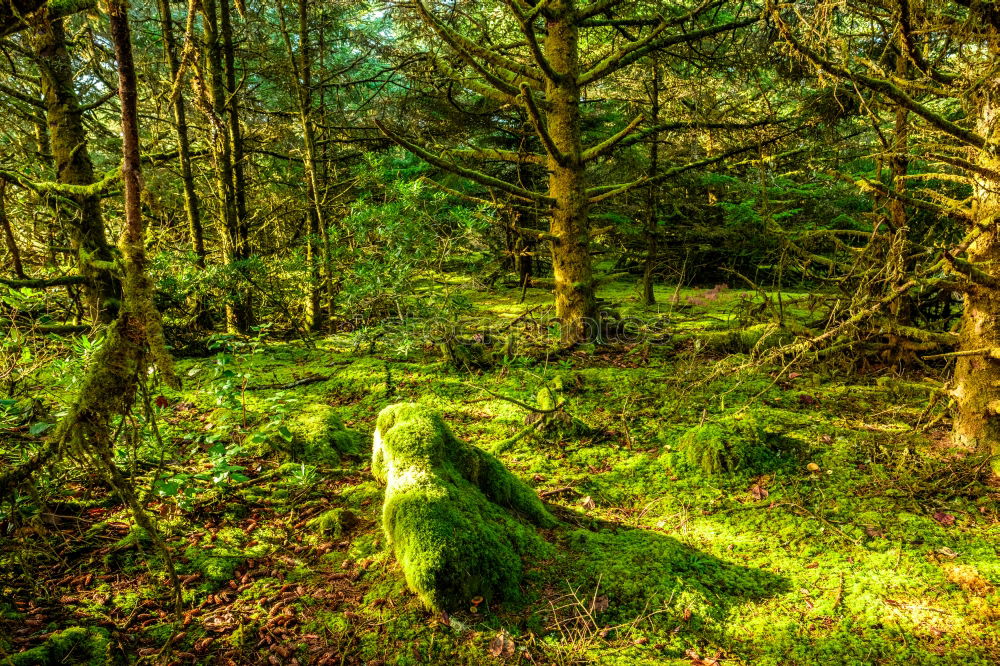 Similar – Image, Stock Photo fairytale forest