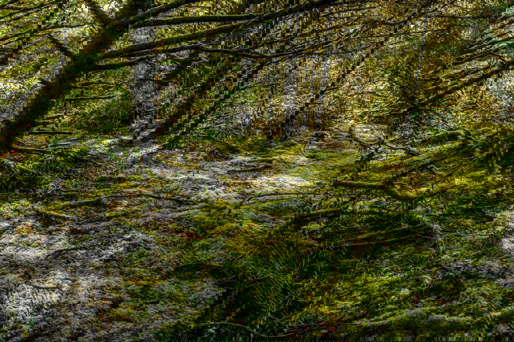 Similar – Image, Stock Photo Swedish Forest Light