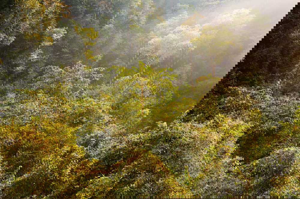 Similar – Foto Bild rainforest Umwelt Natur