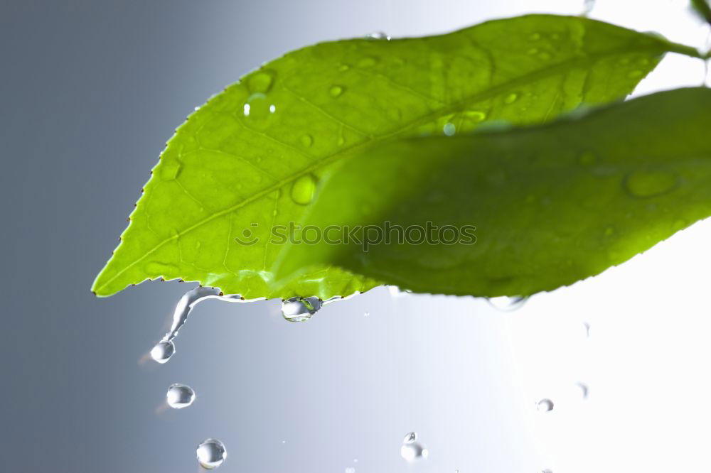 Similar – Image, Stock Photo green green green green blooms the gentian