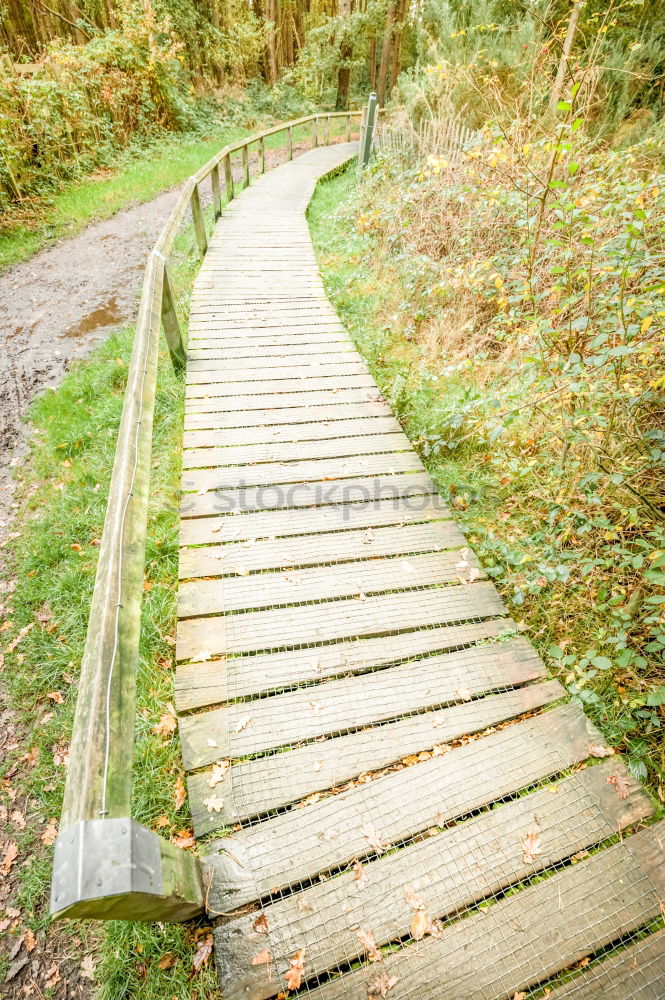 Foto Bild Scheideweg, ein Weg teilt sich in einem Park