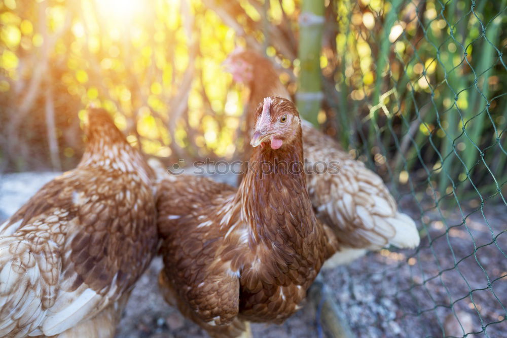 Similar – Chicken searching for food