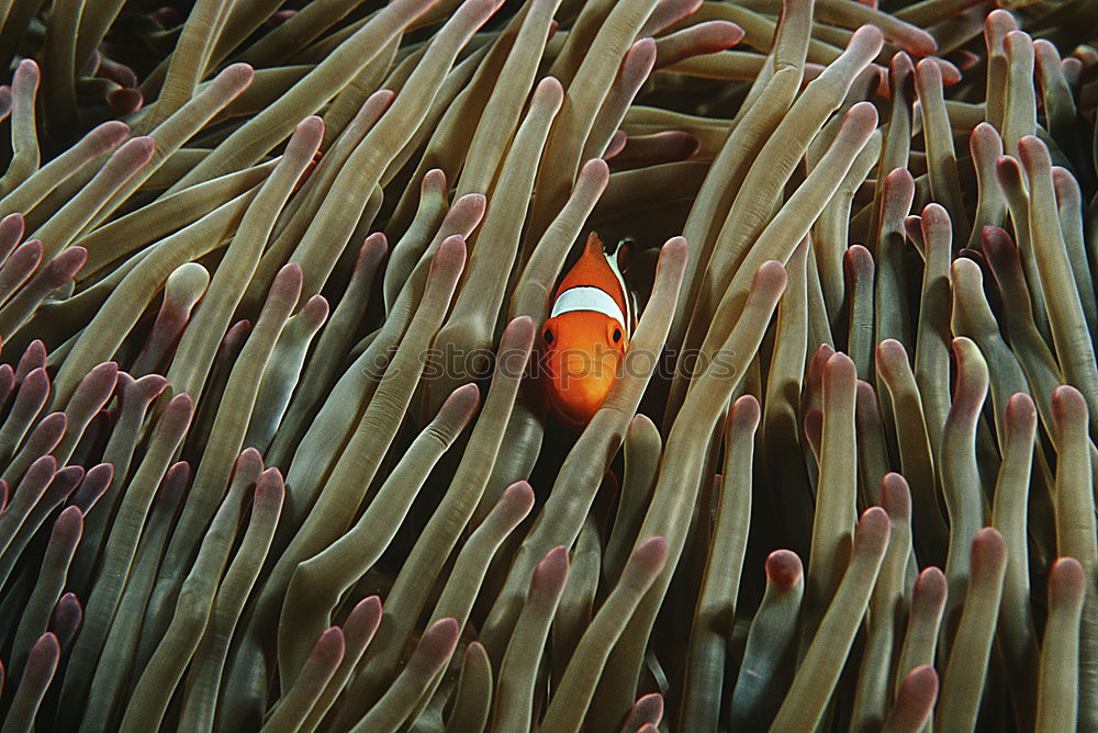 Similar – Foto Bild Nemo Anemonenfische