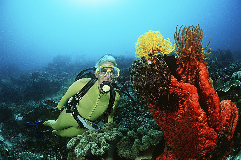 Image, Stock Photo Diver at the coral block