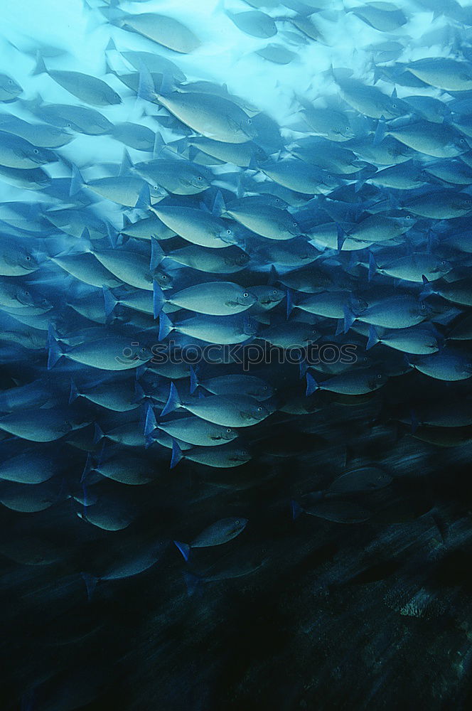 Similar – fish tornado Shoal of fish