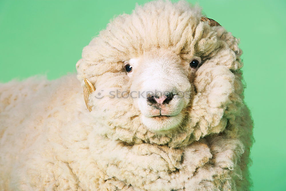 Similar – ddsld Sheep Lacaune sheep