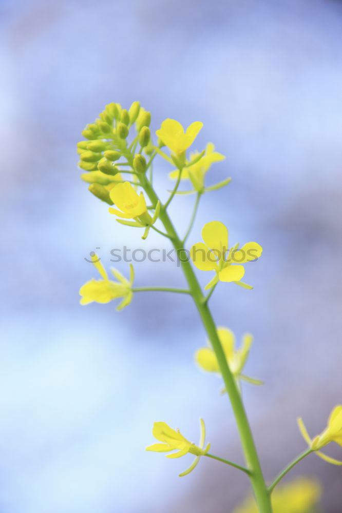 Similar – Goldglöckchen Natur