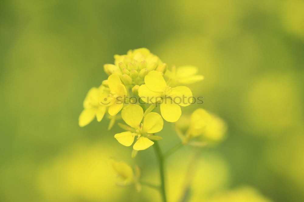 Similar – Image, Stock Photo sunny yellow Cooking oil