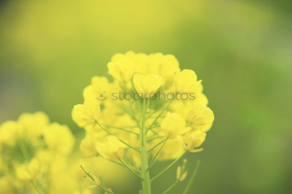 Similar – Image, Stock Photo Yellow background with blue flowers, mouse hyacinth