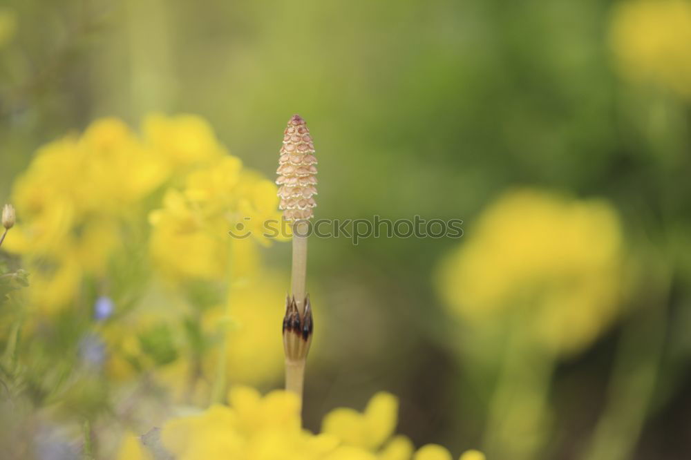 Similar – Flowers and Rust gelb