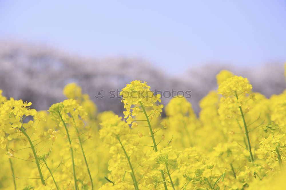 Image, Stock Photo R