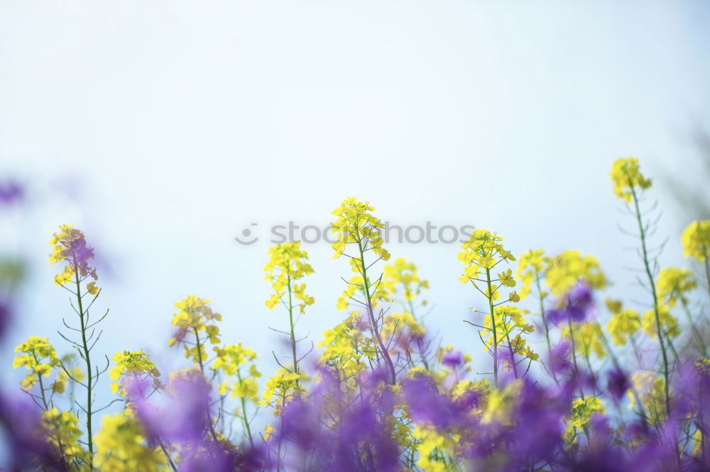 Similar – Columbine flower at sunset