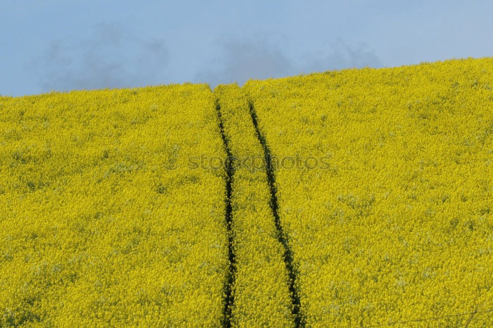 Similar – Peace in Rapsfeld I Canola