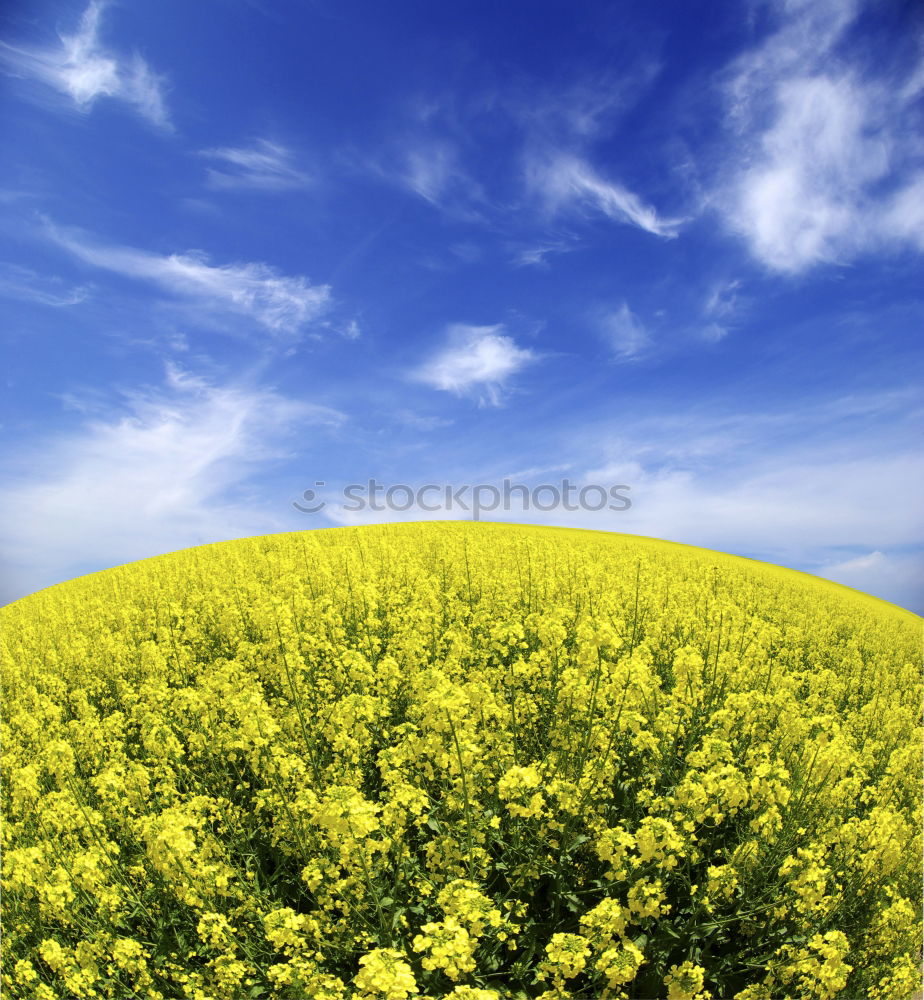 La colza I Canola Plant