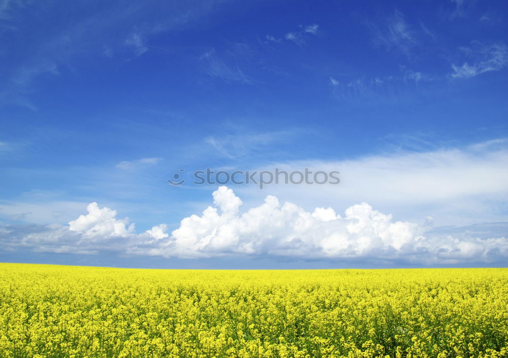 Similar – Rapsfeld im Mai III Wolken