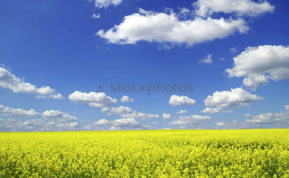 Similar – Rapsfeld im Mai III Wolken