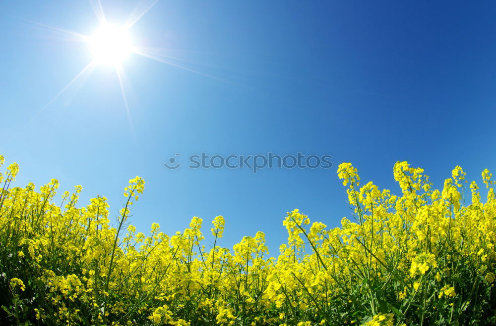 Blumen im Sonnenschein