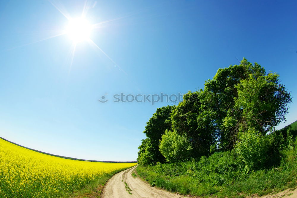 Similar – Image, Stock Photo summer day Blossom Canola