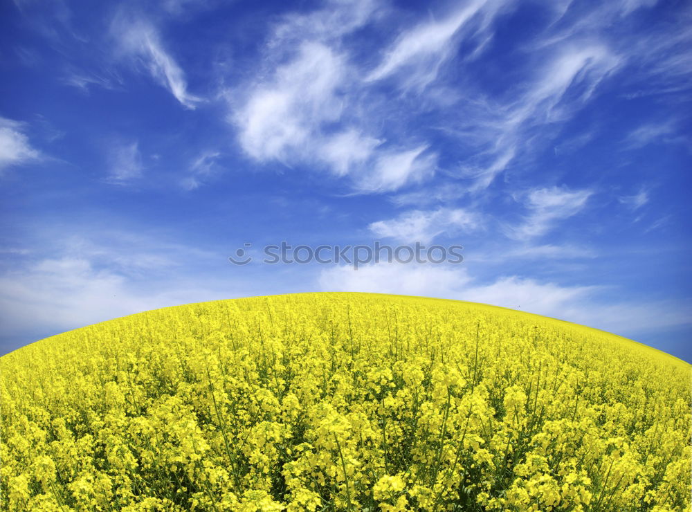 Similar – La colza I Canola Plant