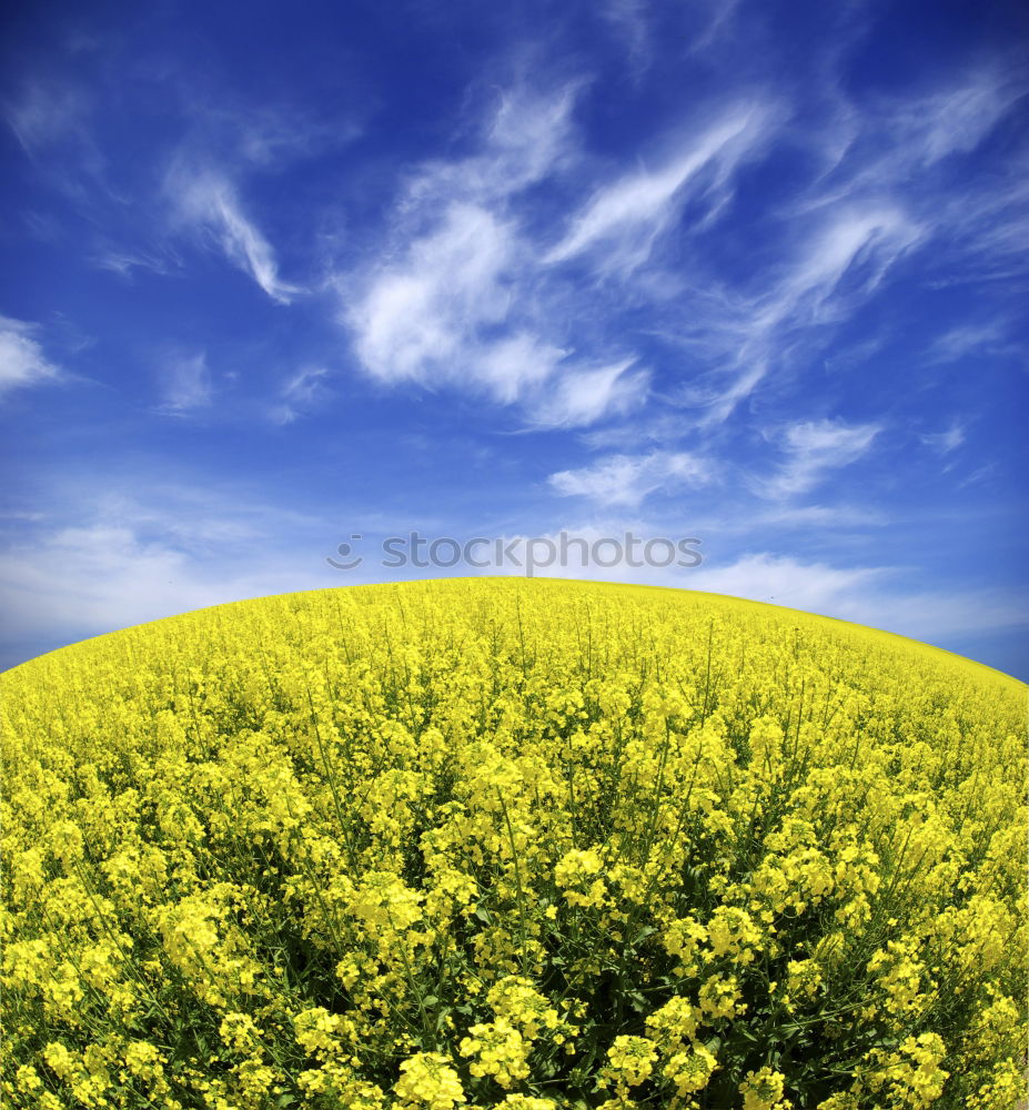 Similar – La colza I Canola Plant