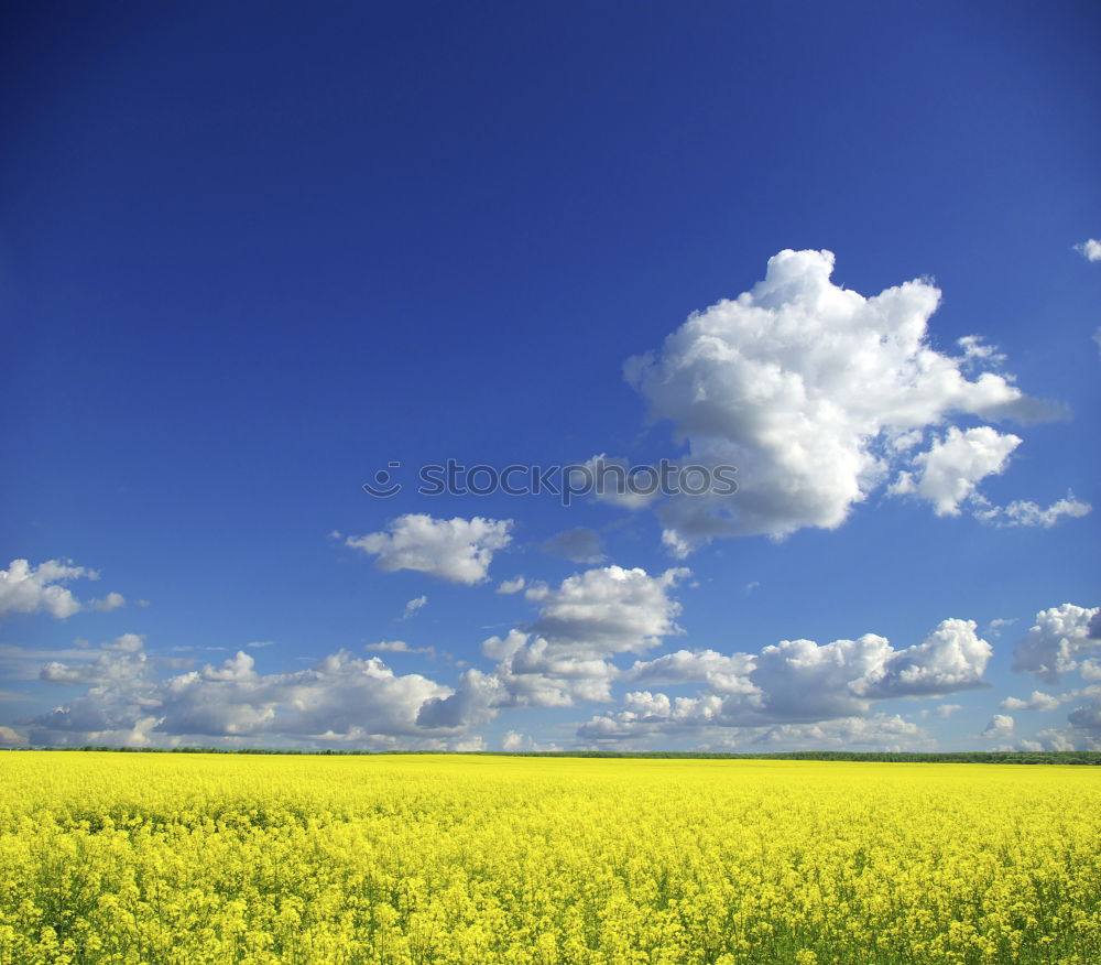 Similar – Rapsfeld im Mai III Wolken