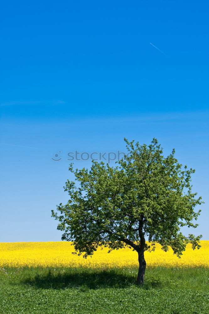 Similar – Foto Bild Apfelbaum Baum Blatt