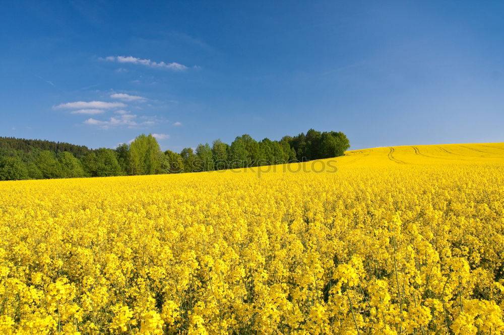 Similar – Gelbe Wiese Hügel gelb