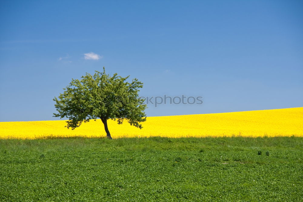 Similar – Lone Tree 02 Loneliness