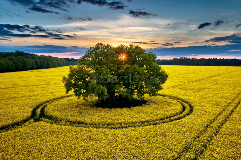 Similar – Image, Stock Photo Old windmill in canola Flowering Field at spring sunrise