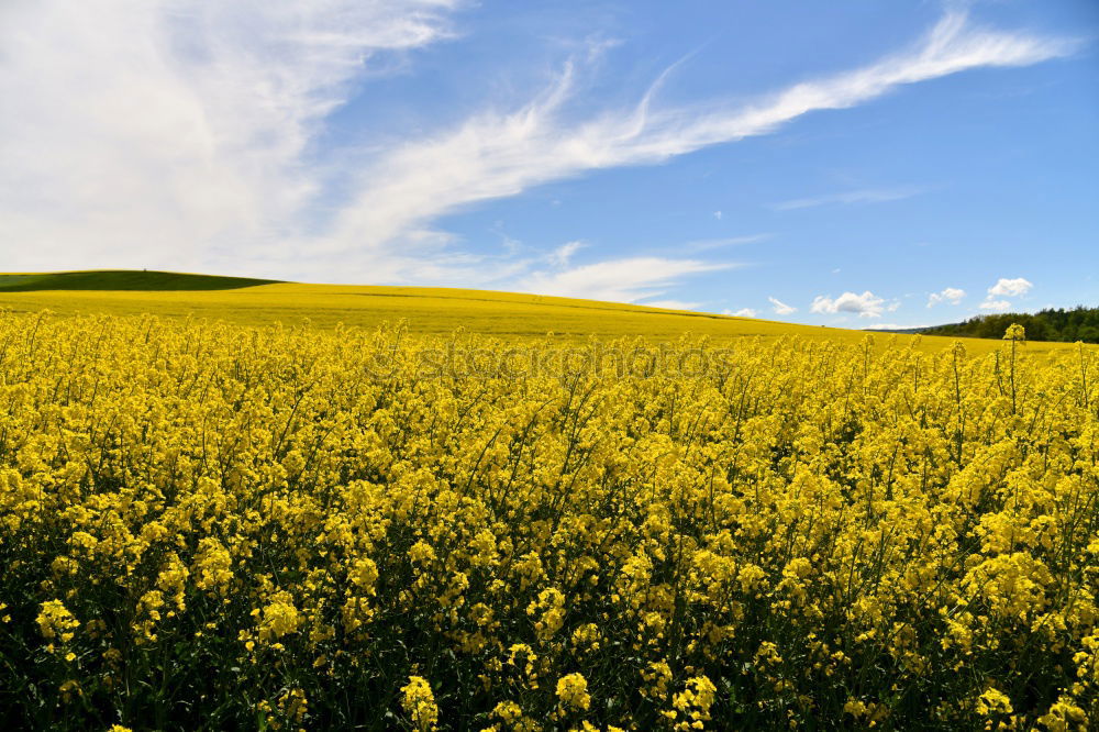 Similar – Yellow Sea Grain