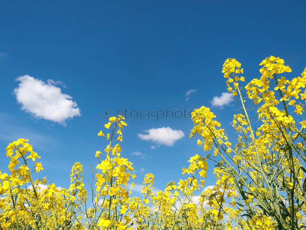 Similar – La colza I Canola Plant