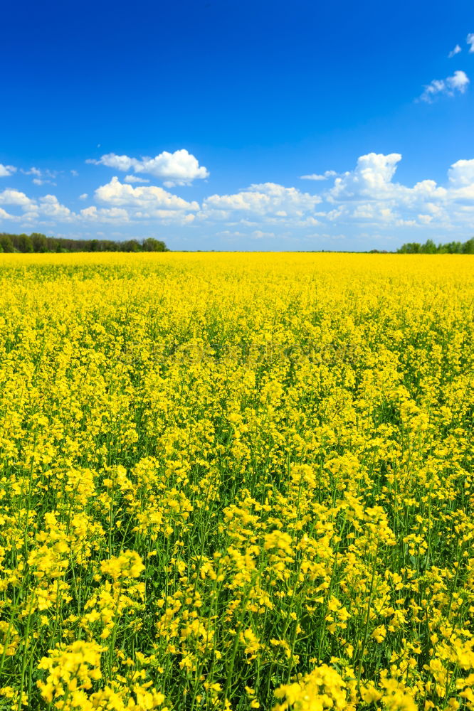 La colza III Canola Plant