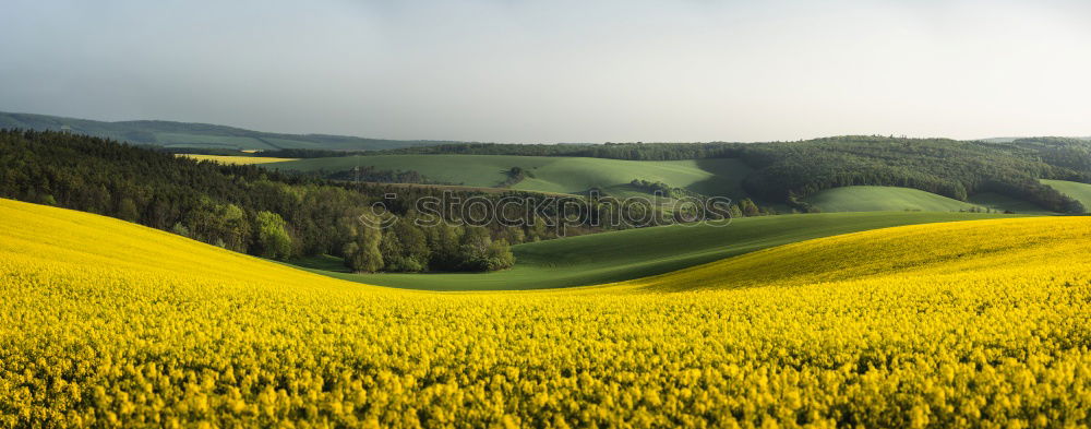 Similar – Image, Stock Photo Moselle wine Golden autumn landscape