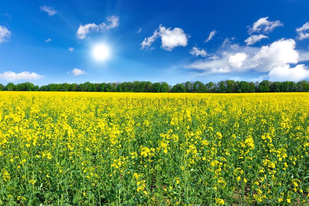 Similar – La colza III Canola Plant