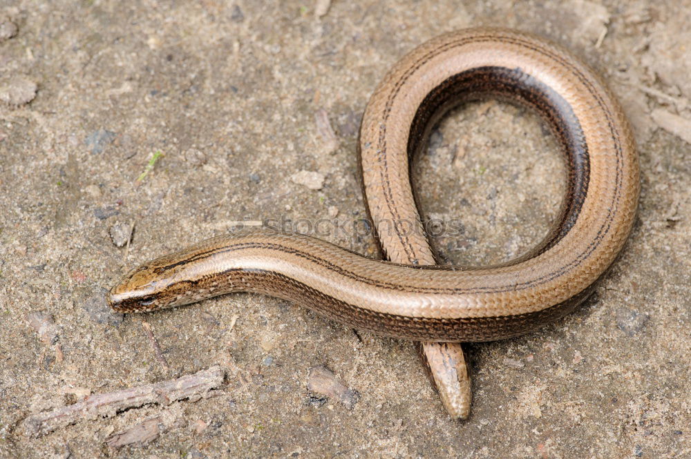 Similar – Blind Snake Nature